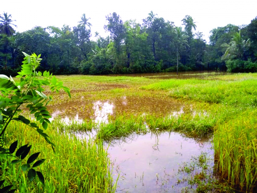 Agriculture, Horticulture Rain water infiltrated, conditions in Malewad area | शेती, बागायतीत पावसाचे पाणी घुसले, मळेवाड परिसरातील स्थिती