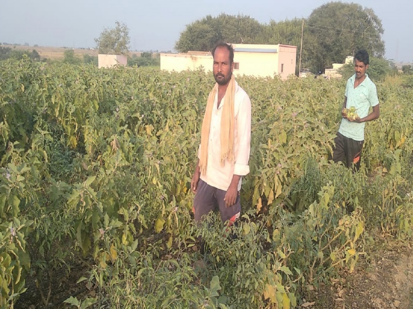 Lahu Misal, a farmer from Varkute Malwadi in Maan taluka earned Rs. 3 lakhs from eggplant crop | मलवडीच्या शेतकऱ्याची किमया,  एकरातील वांग्यातून मिळवले तीन लाख !