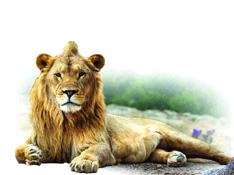 Shocking: 184 lions die in Gujarat in two years | धक्कादायक : दोन वर्षांत गुजरातेत १८४ सिंहांचा मृत्यू