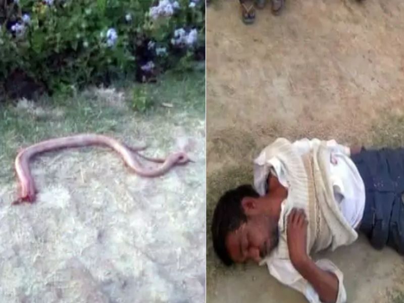 To take revenge a man bites snake, chews off head | भीषण 'बदला'... डसलेल्या सापाचा फणा चावून त्याने सापाला मारून टाकलं!