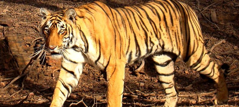 Hearing in the Supreme Court today on the man eater tigress case | नरभक्षक वाघिणीच्या प्रकरणावर आज सर्वोच्च न्यायालयात सुनावणी