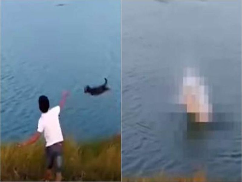 puppy eaten alive after boy throws it into crocodile infested lake | VIDEO: मुलाने कुत्र्याच्या पिल्लाला दिलं तलावात फेकून, मगरीने जिवंत गिळलं