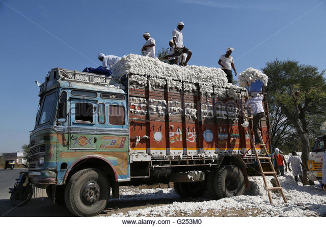 One thousand trucks of cotton going to Gujarat every day from Maharashtra | महाराष्ट्रातून  दररोज गुजरातला चालला एक हजार ट्रक कापूस !