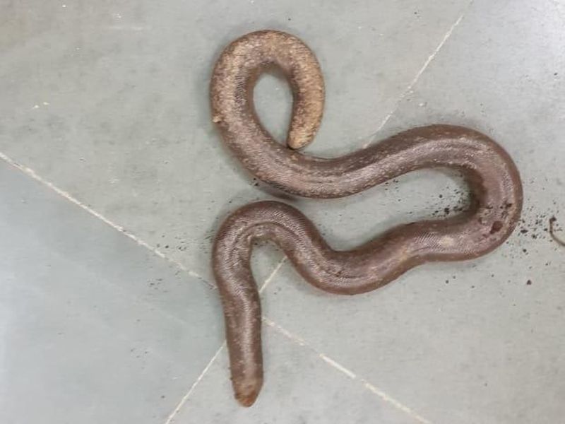 mandul snake smuggled in amravati | वाघानंतर मांडूळ सापांवर संक्रांत