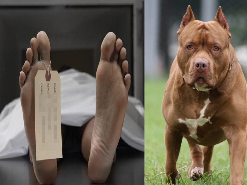 Strange incident! 32-year-old man shot dead; Accused of murder by his own pet dog | विचित्र घटना! 32 वर्षीय तरुणाचा गोळी लागून मृत्यू; हत्येचा आरोप त्याच्याच पाळीव कुत्र्यावर