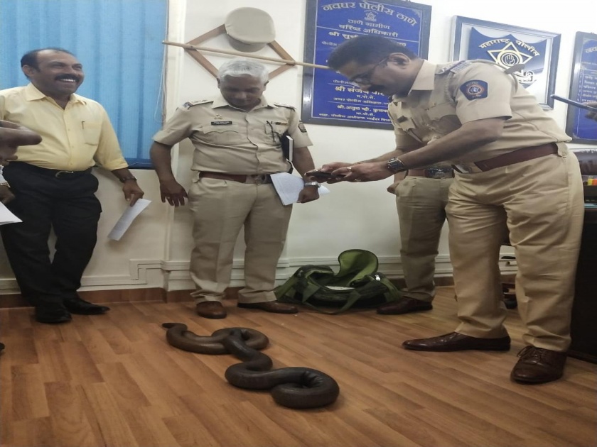 Two and half crores rupees snake smugglers arrested | अडीज कोटींचे दोन मांडूळ सापांची कुरमुऱ्यांमधून लपून तस्करी   