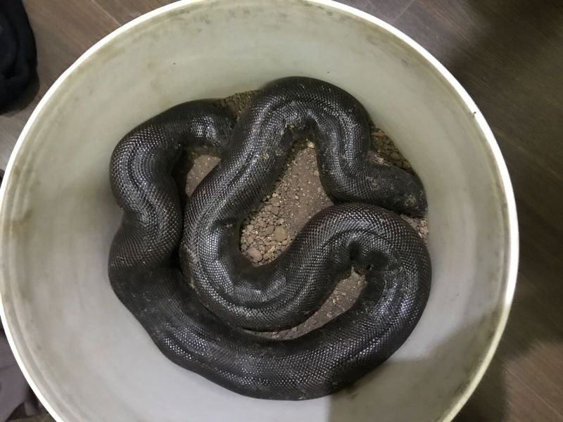 Rs 47 lakhs snake seized near Miraj | मिरजजवळ दुर्मिळ मांडूळ साप जप्त, बाजारातील किंमत 47 लाख रुपये  