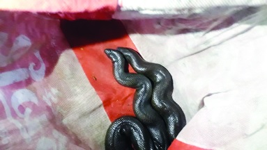 mandul snake Smuggler arrested in mahur | माहूरमध्ये मांडूळतस्कर गजाआड