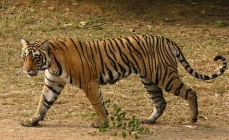 Private shooter shoots tigress though shooter at forest department | वन विभागाकडे शूटर, तरी वाघिणीला मारणार खासगी शिकारी