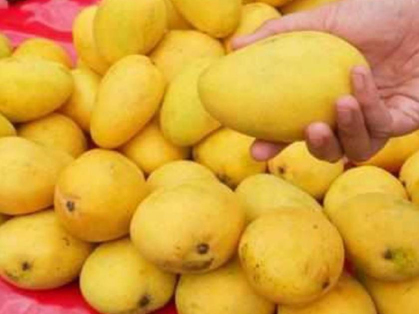 Mango prices fall due to rain; | पावसामुळे आंब्याचे भाव उतरले; विक्रीवरही परिणाम : बैगनपल्लीची आवक वाढली