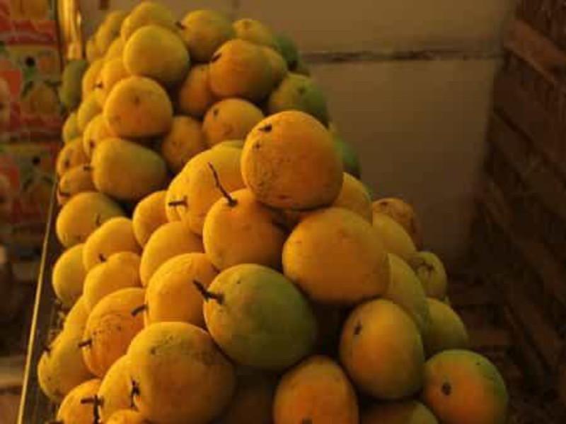 The king of fruits within the reach of the common man Mango price drop get ready to taste...! | फळांचा राजा सामान्यांच्या आवाक्यात; आंब्याच्या दरात घसरण, चव चाखायला तयार व्हा...!