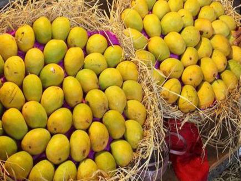 Mangoes increasing in the market yard | मार्केट यार्डात आंब्याची आवक वाढली