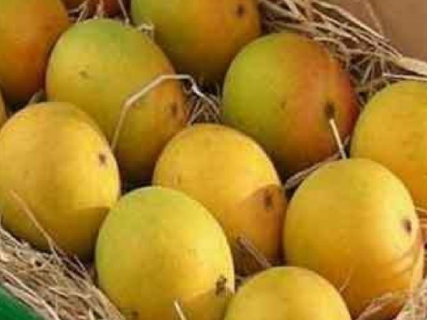 How to distinguish naturally ripened and chemically ripened mangoes | आंबे कसे ओळखाल? नैसर्गिक की कृत्रिम रसायनांनी पिकवलेले.. जाणून घ्या