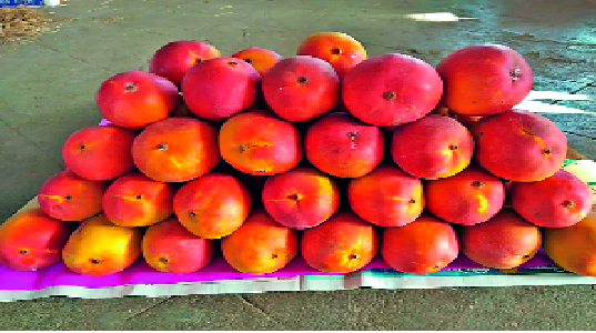 Rush to see 'Apple-Mongo' market in Mash-Mango: Dosage rate of one thousand rupees | वॉशिंग्टनचा ‘अ‍ॅपल-मँगो’ बाजारात-आंबा पाहण्यासाठी गर्दी : एक हजार रुपये डझनचा दर