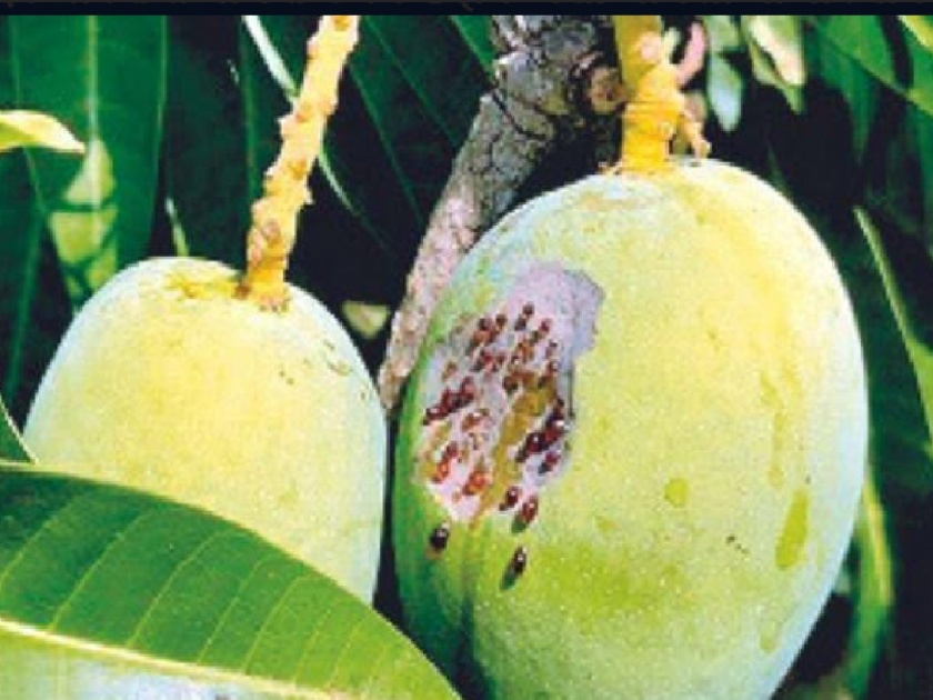 Mango, cashew, kokum, coconut, betel nut crops in Konkan affected by climate change | वाढत्या उष्म्याने आंबा ढागाळला, बागायतदारांना फटका 