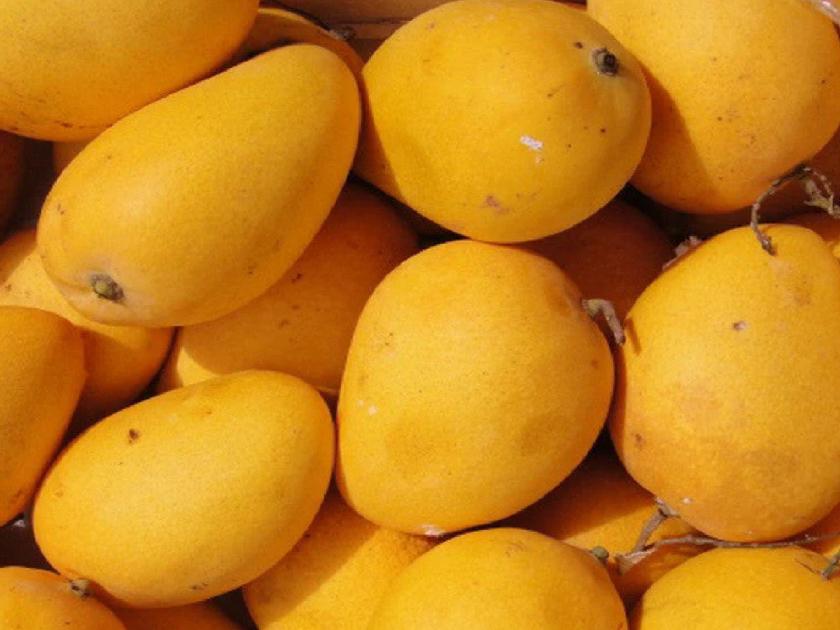The people of Kolhapur harvested 74 lakhs worth of mangoes in two days | कोल्हापूरकरांनी दोन दिवसांत ७४ लाखांचा आंबा केला फस्त