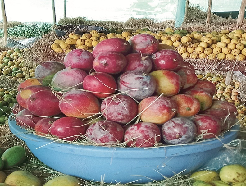The famous mango from USA is in Aurangabad; Tommy Antkins aka Lily Mango in the Amrai at Himayat Bagh | अमेरिकेतील प्रसिद्ध आंबा औरंगाबादेत; हिमायत बागेत लगडलेत टॉमी अँटकिन्स ऊर्फ लिली आंबे