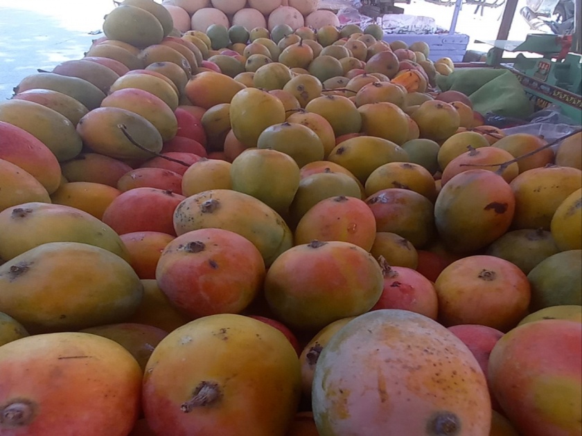 'Shakkar Ko Takkar...'; 300 tons of mangoes bloom in the market for Akshaya Tritiya | 'शक्कर को टक्कर...'; अक्षय तृतीयेसाठी ३०० टन आंब्यांची बाजारात बहर