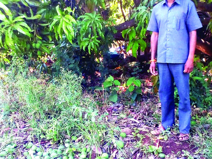 Loss of lakhs of rupees in Shirala taluka, depression related to loss of pan-ammunition-mangoes fell | शिराळा तालुक्यात वादळाच्या तडाख्याने लाखोंचे नुकसान-पंचनाम्यांबाबत उदासीनता-आंबे गळून पडले