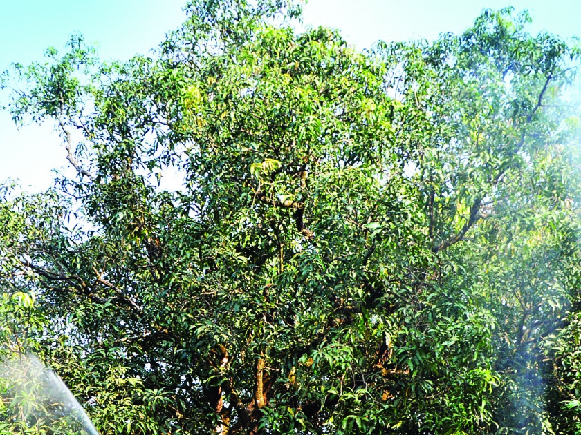 Will the economy of the mango crop deteriorate ?, the effect of changing climate | आंबा पिकाचे अर्थकारण बिघडणार?, बदलत्या हवामानाचा परिणाम
