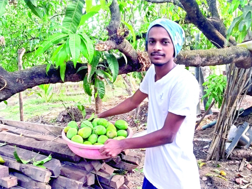 The last season of mango harvest begins | आंबा तोडणीचा शेवटचा हंगाम सुरू