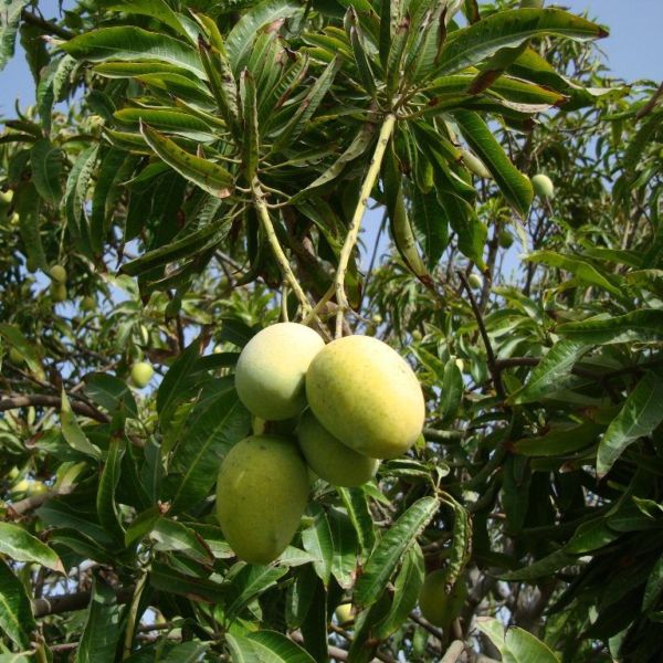 The youth rushed to make mango trees plantation | आमराई फुलविण्यासाठी तरुणाई सरसावली