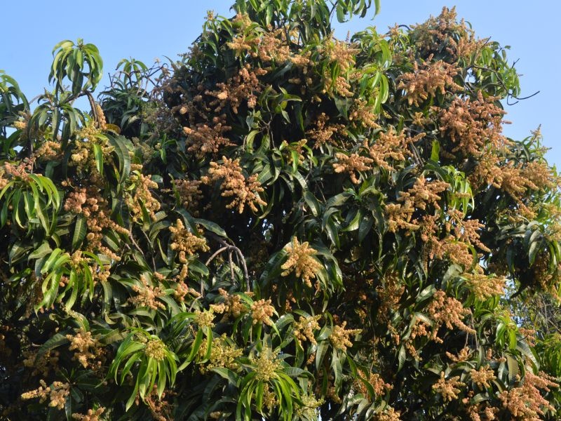  Peel the mangoes to Vikramgad taluka | विक्रमगड तालुक्यातील आंब्याच्या झाडांना मोहोर