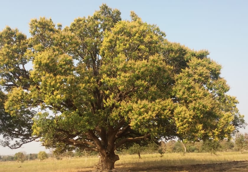 Springtime; mango tree flurish | वसंत ऋुतुची चाहूल; मोहराने लदबदले आम्रवृक्ष