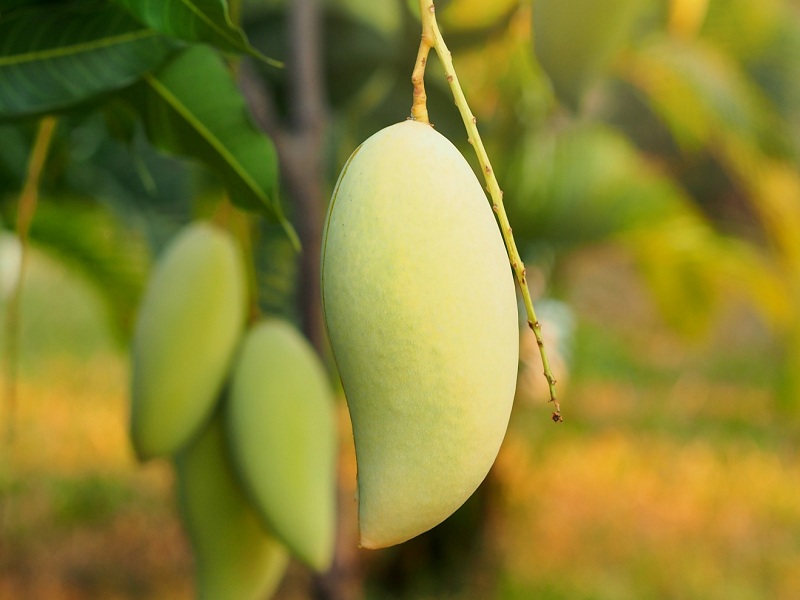 taste of pickles is also expensive Mango at Rs 100 per kilogram | लोणच्याची चवही महाग; आंबा १०० रुपयांवर!