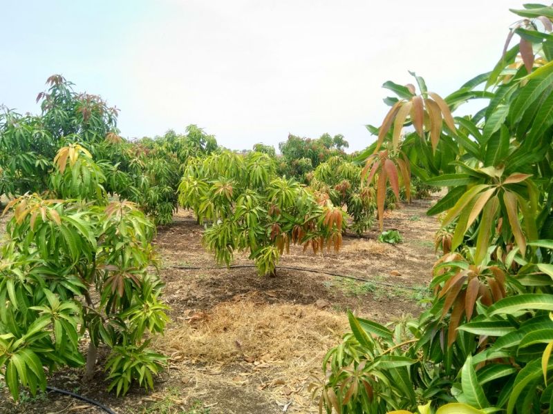 VIDEO: hybrid mangoes farm | VIDEO : दीड एकरात फुलविली संकरित आंब्यांची आमराई 