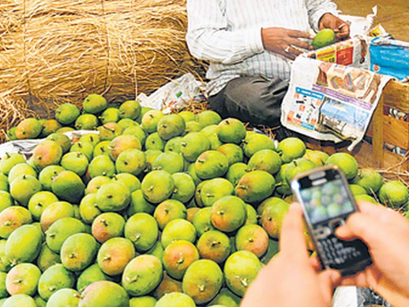 Ratnagiri Hapus mango flavor can be enjoyed by Delhiites | दिल्लीवासींना चाखता येणार रत्नागिरी हापूस आंब्याची चव