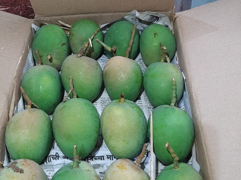 The first hapus mango box in Konkan left for Vashi Market | कोकणातील पहिली हापूस आंबा पेटी वाशी मार्केटला रवाना