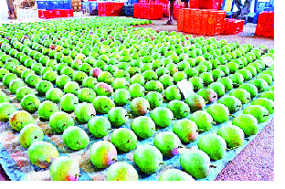  Mango Welfare Committee gives relief to the gardeners | जनकल्याण समितीमुळे आंबा बागायतदारांना दिलासा
