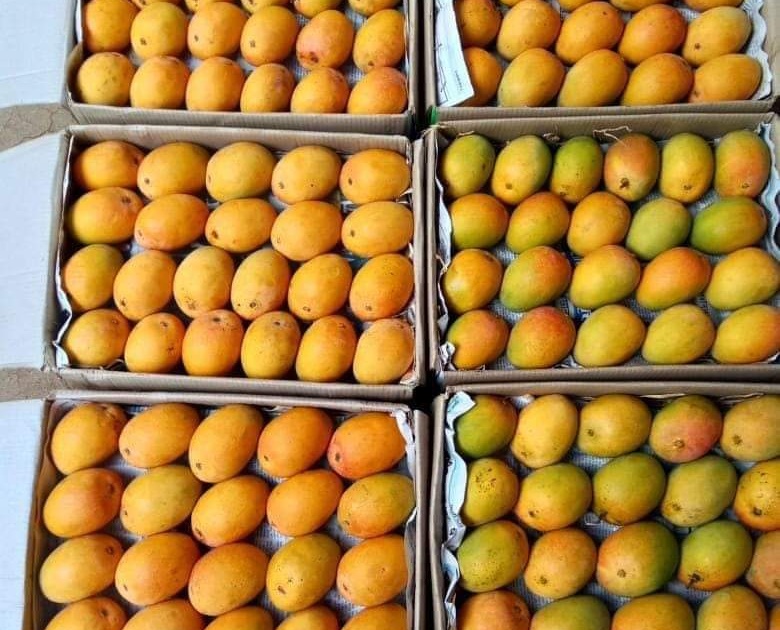 Hapus also had Corona's kid; Mango growers lose 50% of their livelihood | फळांचा राजा आंब्यावरही कोरोनाची वक्रदृष्टी, हापूस उत्पादकांना मोठा फटका