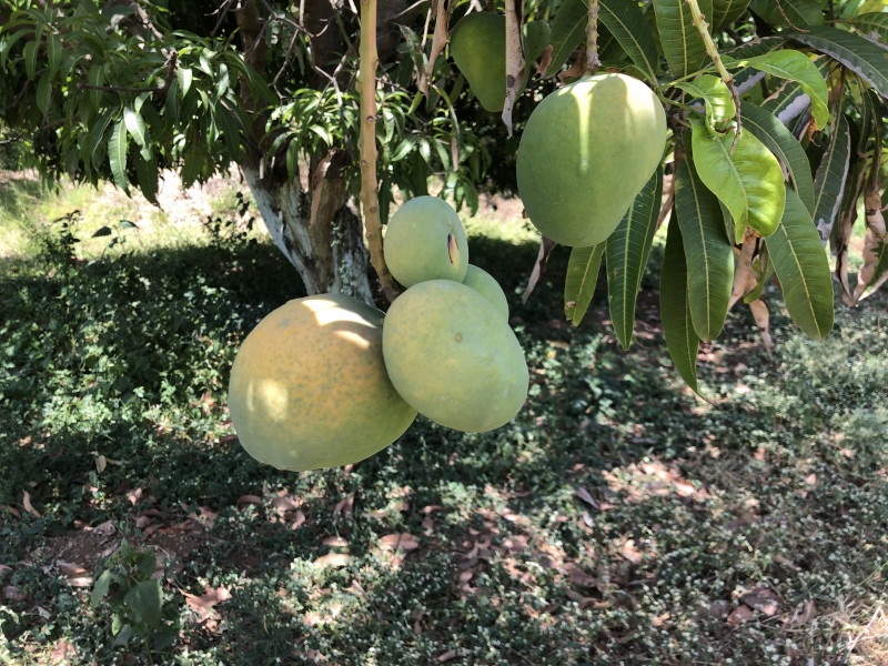 Juicy mangoes from Ambegaon, Junnar taluka will get price, arrival a month earlier this year | आंबेगाव, जुन्नर तालुक्यातील रसाळ आंब्याला भाव मिळणार, यंदा एक महिना अगोदर आगमन