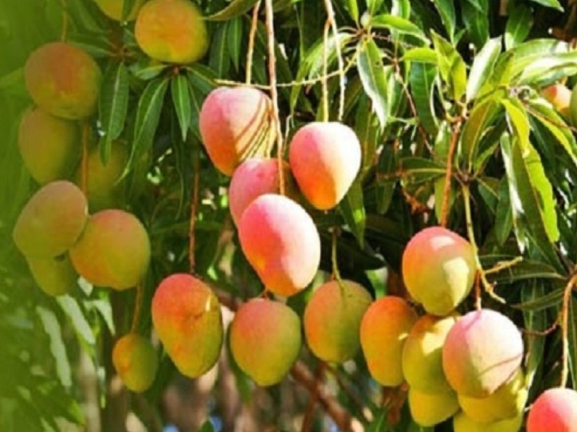 Record arrival of mangoes in Mumbai market committee | मुंबई बाजार समितीत आंब्याची विक्रमी आवक