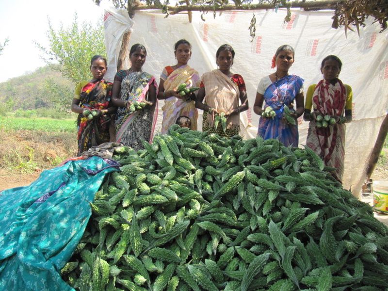 Model of Ideal community farming of Mangaon's farmer in Konkan | आदिवासी शेतमजुरांचा सामूहिक शेतीचा आदर्श, कोकणातील माणगावात उपक्रम