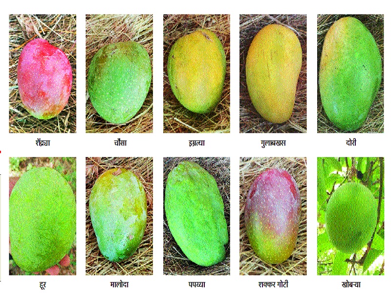 Survival of rare Gavran mango in Himayat garden | हिमायत बागेत दुर्मिळ गावरान आंबा अस्तित्व टिकून