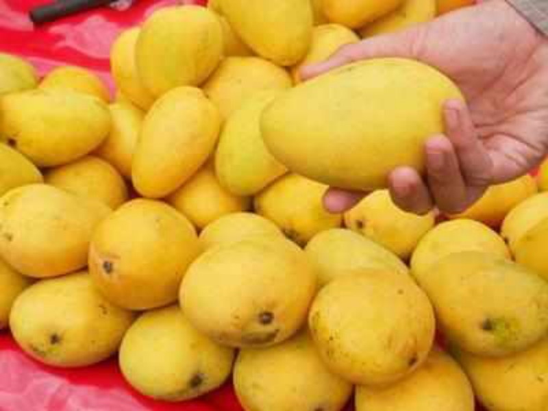 The reign of the 'King' of fruits in the market begins, one thousand tons of mangoes are imported | फळांच्या ‘राजा’चे बाजारात राज्य सुरू, एक हजार टन आंब्याची आवक 
