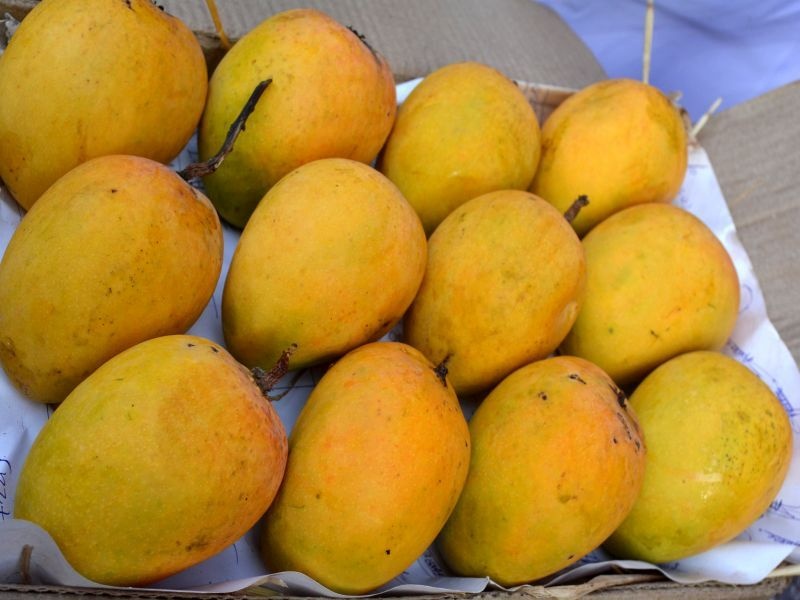 Good News... Arrival of 36 thousand boxes of mangoes on Holi | गाेड बातमी... होळीला आंब्याच्या ३६ हजार पेट्यांची आवक