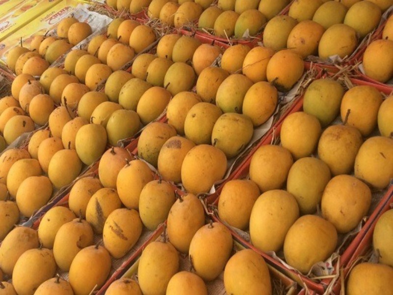 Alphonso Mango: Ratnagiri raw mango prices fall by Rs 800 per dozen | Alphonso Mango: आंब्याचा गोडवा वाढणार; अक्षयतृतीयेला मोठी आवक, दर कमी होणार