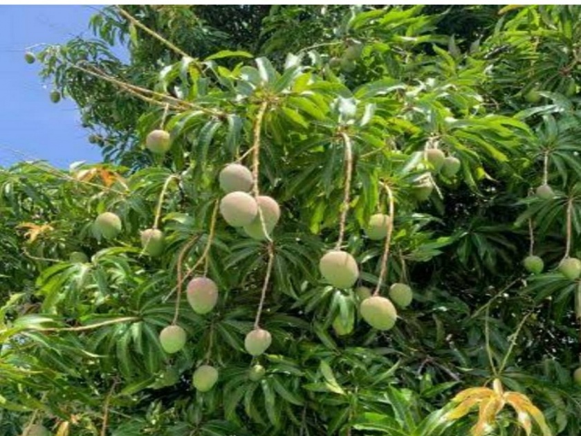 Unseasonal rains hit mango production mango farmers are worried | अवकाळी पावसाचा आंबा उत्पादनाला फटका, आंबा उत्पादक शेतकरी चिंतेत 