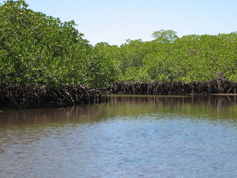 Sewadi-Nhava-Sheva Sea Link Project: Forestry in exchange for affected mangroves | शिवडी-न्हावा-शेवा सी लिंक प्रकल्प : बाधित खारफुटीच्या बदल्यात वनीकरण