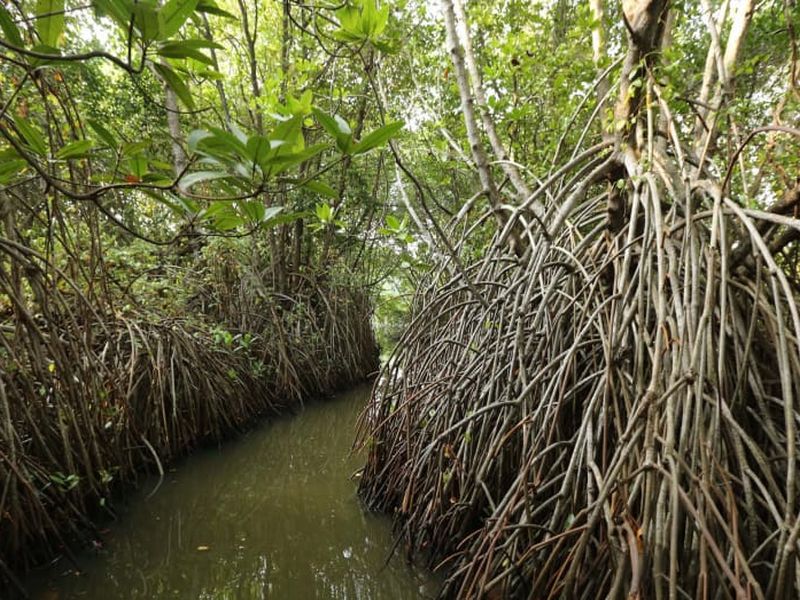 High Court prohibits construction of mangroves | खारफुटीच्या जागेवर बांधकाम करण्यास हायकोर्टाची मनाई