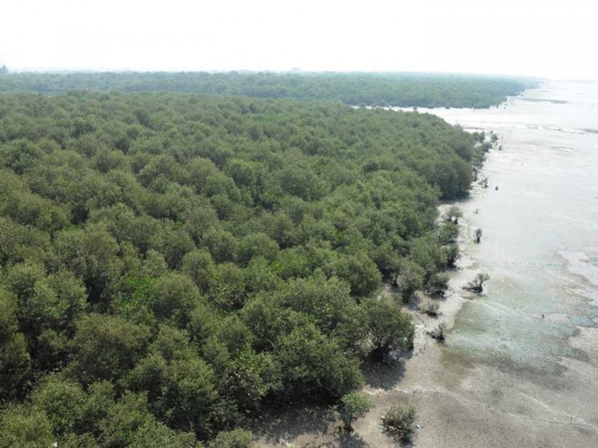 Biodiversity including mangroves along the bay is under threat | खाडीकिनाऱ्यावरील खारफुटीसह जैवविविधता आली धोक्यात