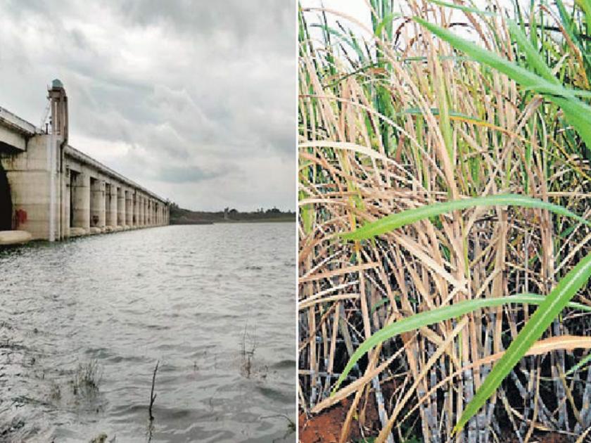 'Give it a rotation, the sugarcane will stop drying'; Farmers' plea due to stoppage of irrigation on Manjara Dam | 'एक रोटेशन द्या,ऊस वाळायचा थांबेल'; 'मांजरा'वरील सिंचन बंद झाल्याने शेतकऱ्यांची विनवणी