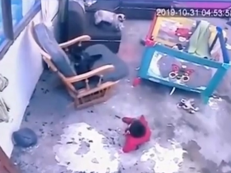 cat saved the life of the baby who was almost fell down from stairs, watch the VIDEO | मांजरीने वाचवला पायऱ्यावरुन पडणाऱ्या चिमुकल्याचा जीव, पाहा VIDEO