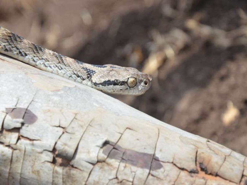 Amravati- Fostera's cat snake found after 15 years | अमरावती- १५ वर्षांनंतर आढळला फॉस्टर्नचा मांजऱ्या साप