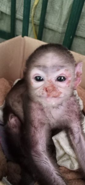 The transit center wiped away the baby monkey's tears | ट्रान्झिट सेन्टरने पुसले माकडाच्या पिलाचे अश्रू