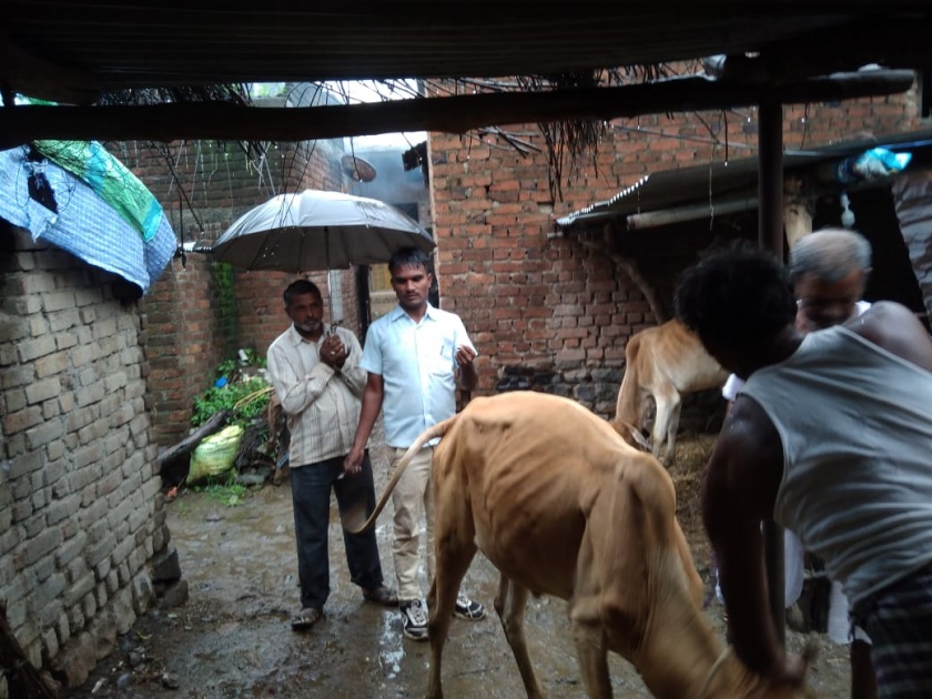Use of private person in Manora taluka by Animal husbandry Department | मानोरा तालुक्यात पशू संवर्धन विभागाकडून खाजगी व्यक्तीचा वापर 